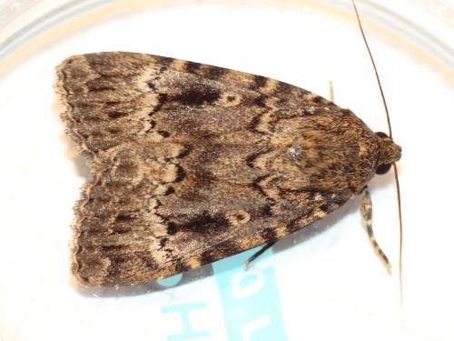 Amphipyra berbera